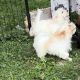 YorkiePoo Puppies for sale in Maplewood, MN, USA. price: $500
