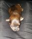 YorkiePoo Puppies for sale in Cleveland, OH, USA. price: $1,000