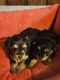 YorkiePoo Puppies for sale in Detroit, MI 48228, USA. price: $2,000