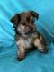 YorkiePoo Puppies for sale in Citrus Heights, CA, USA. price: $900