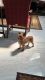 YorkiePoo Puppies for sale in 104 Salisbury Way, Yorktown, VA 23693, USA. price: $1,000