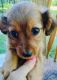 YorkiePoo Puppies for sale in Harrison, MI 48625, USA. price: $300