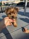 YorkiePoo Puppies for sale in Canton, MI 48187, USA. price: $1,500