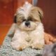 YorkiePoo Puppies for sale in Tennessee City, TN 37055, USA. price: $800