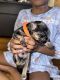 YorkiePoo Puppies for sale in Winston-Salem, NC, USA. price: $1,000