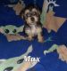 YorkiePoo Puppies for sale in Shelby, NC, USA. price: $1,200