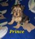 YorkiePoo Puppies for sale in Shelby, NC, USA. price: $2,600