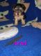 YorkiePoo Puppies for sale in Shelby, NC, USA. price: $1,800