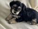 YorkiePoo Puppies for sale in Charlotte, NC, USA. price: $600