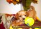 YorkiePoo Puppies for sale in Lansing, MI, USA. price: $400