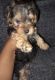 YorkiePoo Puppies for sale in Shelby, NC, USA. price: $900
