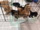 YorkiePoo Puppies for sale in Lyons, IL, USA. price: $1,300