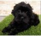 YorkiePoo Puppies for sale in Wilmington, DE, USA. price: $800