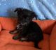 YorkiePoo Puppies for sale in Downey, CA, USA. price: $300