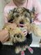 YorkiePoo Puppies for sale in Pennsauken Township, NJ, USA. price: $750
