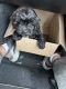 YorkiePoo Puppies for sale in Wake Forest, NC 27587, USA. price: $600