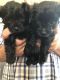 YorkiePoo Puppies for sale in Landrum, SC 29356, USA. price: $800