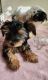 YorkiePoo Puppies for sale in Boise, ID, USA. price: NA