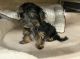 YorkiePoo Puppies for sale in Boise, ID, USA. price: NA