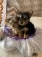 YorkiePoo Puppies for sale in San Antonio, TX, USA. price: $1,100