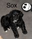 YorkiePoo Puppies for sale in Winston-Salem, NC, USA. price: $800