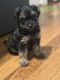 YorkiePoo Puppies for sale in Winston-Salem, NC, USA. price: $550