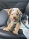 YorkiePoo Puppies for sale in 2618 Martinec Dr, Pearland, TX 77584, USA. price: $800