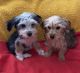 YorkiePoo Puppies for sale in Downey, CA, USA. price: $650