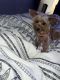 YorkiePoo Puppies for sale in Charlotte, NC, USA. price: $400