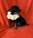 YorkiePoo Puppies for sale in Downey, CA, USA. price: $300