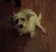 YorkiePoo Puppies for sale in Martinsburg, WV, USA. price: $300