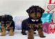 YorkiePoo Puppies for sale in St. Louis, Missouri. price: $500