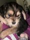 YorkiePoo Puppies for sale in Maple Shade, New Jersey. price: $450