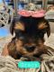 YorkiePoo Puppies for sale in Rialto, CA, USA. price: $1,500