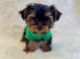 YorkiePoo Puppies for sale in California Coastal Trl, San Francisco, CA 94129, USA. price: $550