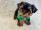 YorkiePoo Puppies for sale in California Coastal Trl, San Francisco, CA 94129, USA. price: $600