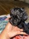 YorkiePoo Puppies for sale in Charlotte, NC, USA. price: $500