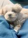 YorkiePoo Puppies for sale in Cincinnati, Ohio. price: $700