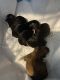 YorkiePoo Puppies for sale in Texarkana, TX, USA. price: $50,000