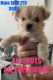 YorkiePoo Puppies for sale in Middletown, New York. price: $600