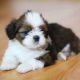 YorkiePoo Puppies for sale in Los Angeles, California. price: $1,000