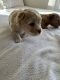 YorkiePoo Puppies for sale in Apple Valley, California. price: $650