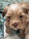 YorkiePoo Puppies for sale in Apple Valley, California. price: $375