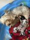 YorkiePoo Puppies for sale in Arlington, VA, USA. price: $900