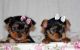 YorkiePoo Puppies for sale in Arvada, CO, USA. price: NA