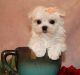 YorkiePoo Puppies for sale in Louisville, KY, USA. price: NA