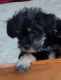 YorkiePoo Puppies for sale in Fresno, California. price: $300