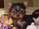 YorkiePoo Puppies for sale in Philadelphia, PA, USA. price: NA