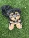 YorkiePoo Puppies for sale in Tampa, Florida. price: $1,150