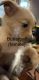 YorkiePoo Puppies for sale in Hopkinsville, Kentucky. price: $700